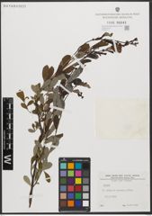 Foto von Salix L.